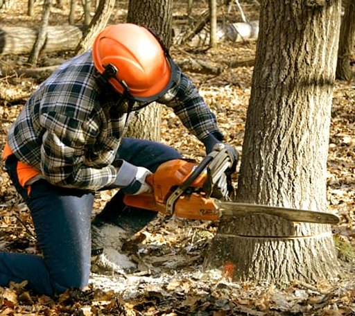 Tree Removal in Stockdale, PA